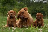 DOGUE DE BORDEAUX 288